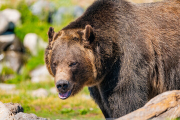 Fototapeta premium Wildlift Grizzly Yellowstone National Park