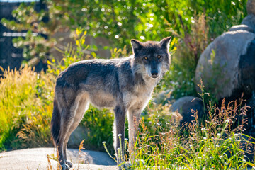 Obraz premium Wolf and Coyote Yellowstone National Park