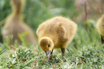 A duckling uses its beak to search for food in the grassland