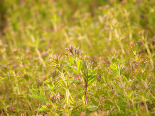 自生するヤエムグラの群生