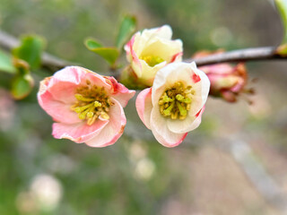 ボケの花のクローズアップ