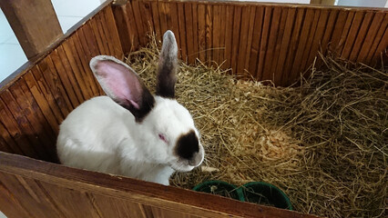 Checkered Rabbit with Alert Ears Inside a Wooden Hutch