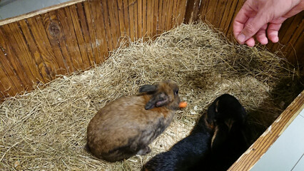 Human Hand Feeding Carrot to Eager Brown and Black Rabbits