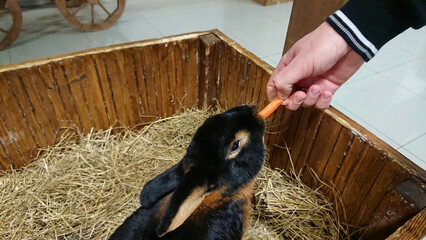 Attentive Black Rabbit Receiving a Carrot from Human Hand