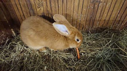 Cute Brown Rabbit Enjoying a Carrot in its Straw Bed