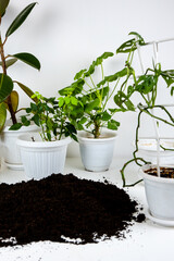 Replanting indoor plants, seasonal work with house plants in pots.