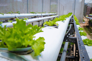 verticulture farm, plant vegetables vertically in used pipes and buckets