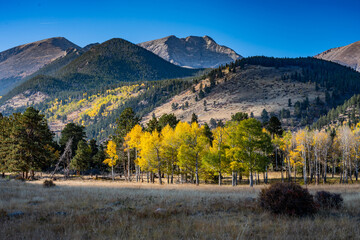 Amazing Fall Color Aspen Colorado