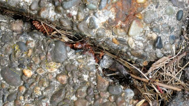 夏、結婚飛行するために地上にでてきた蟻たち