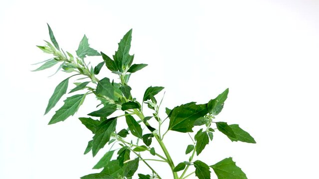 Chenopodium album plant isolated on white background, studio shot, crop image, zoom in