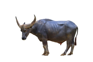 River buffalo isolated on transparent background png file