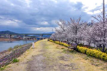 저녁무렵 벚꽃이 핀 경호강변의 풍경