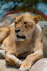 Lion Closeup Portrait
