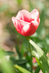 初夏の陽気の4月、庭にチューリップの花が咲く