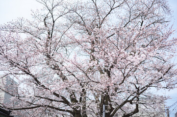 Fototapeta na wymiar Sakura, Kanazawa.