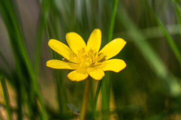 Spring, Spring grass, spring buttercup, Ficaria verna Huds - a species of perennial plant from the buttercup family.	