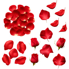 Red rose flowers petals isolated on white background