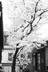Sakura, Higashi Chayagai, Kanazawa.
