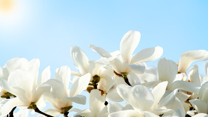 white flowers on sky background