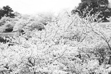 Sakura, Kenrokuen, Castle, Kanazawa.