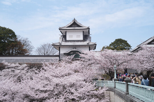 Sakura, Kenrokuen, Castle, Kanazawa.