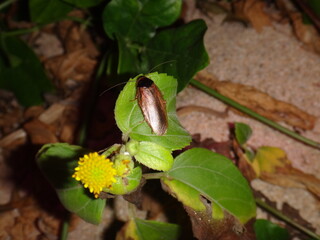Indian cockroach on the beach at night