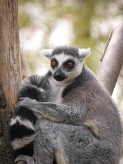 Ring-tailed lemur on a tree