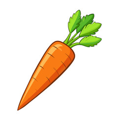 fresh carrot vegetable on white background
