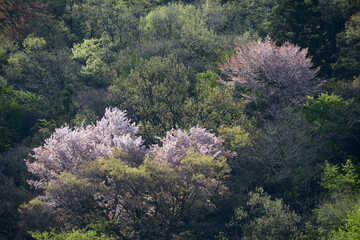 山の春　春の芽吹き