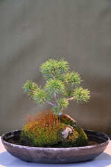 松の盆栽