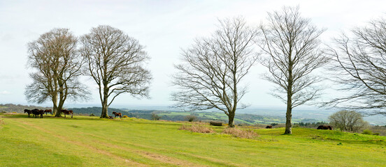 Wild ponies at the Seven Sisters copse on Cothelstone Hill, Quantock Hills, Somerset, England