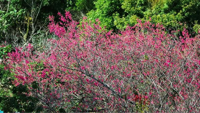 Plum blossoms in Kadoorie Farm