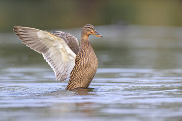 Stockente (Anas platyrhynchos)