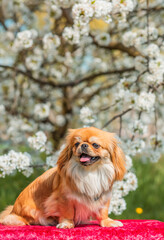 Nice golden light Pekingese dog at sunny garden, lifestyle of pets. Little doggo portrait
