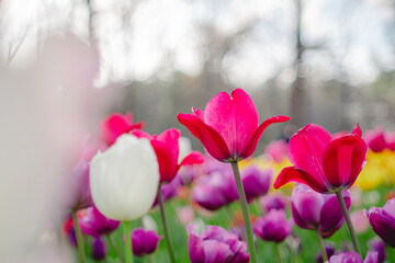 森林公園に咲くカラフルなチューリップ
