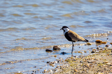 Large bird feeding in its natural environment, Vanellus spinosus,  Spur-winged lapwing