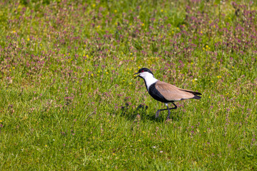 Large bird feeding in its natural environment, Vanellus spinosus,  Spur-winged lapwing