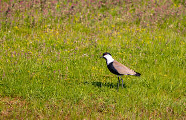 Large bird feeding in its natural environment, Vanellus spinosus,  Spur-winged lapwing