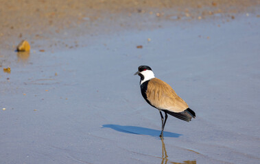 Large bird feeding in its natural environment, Vanellus spinosus,  Spur-winged lapwing