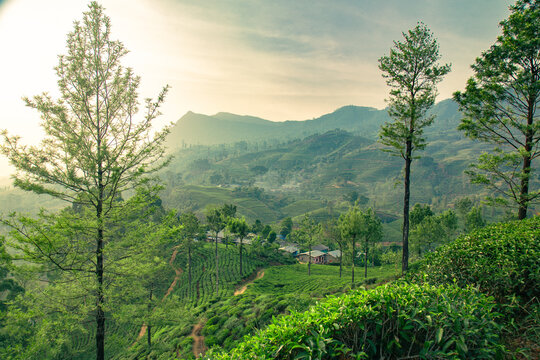 Aerial view of women working on a green tea plantation on hillside