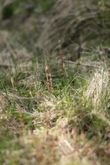 寄り添うツクシ