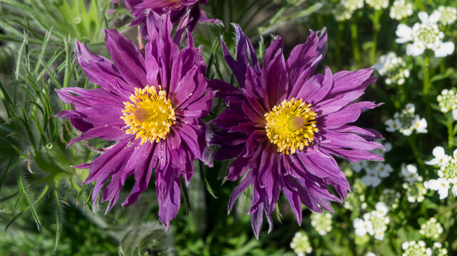 Two hybrid double purple flowers Pulsatilla vulgaris 'Papageno'