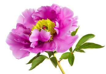 Purple peony flower on white isolated background with clipping path. Closeup. For design. Nature.