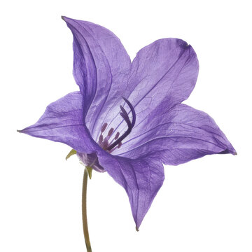 purple bell flower heads, isolated on white background, macro, campanula patula