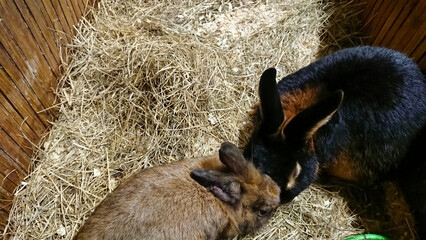 Two Rabbits Bonding in a Straw-Filled Hutch