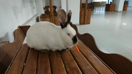 Checkered Rabbit with Carrot on Wooden Bench
