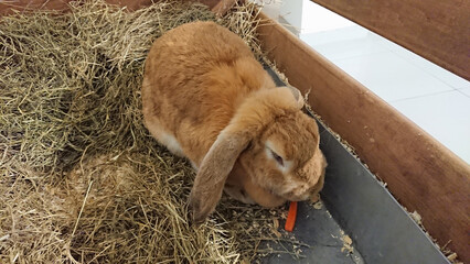 Lop-Eared Rabbit Snacking on a Carrot in its Hutch