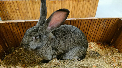 Stately Grey Rabbit in a Comfortable Hutch