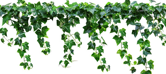 Vine plant jungle climbing isolated on white background