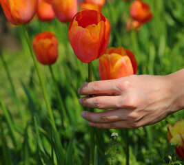 hand of young girl picking orange tulips in a beautiful spring park - 783597075